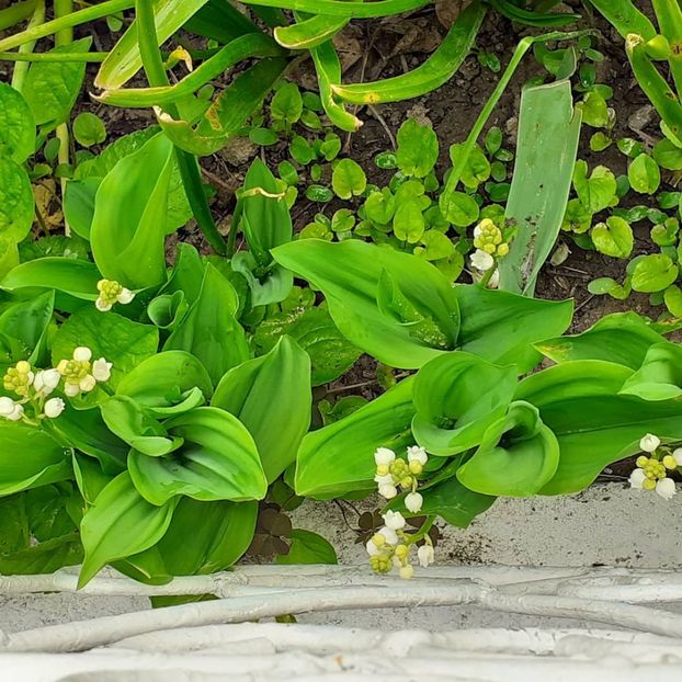  - 002Flori de primăvară 2021