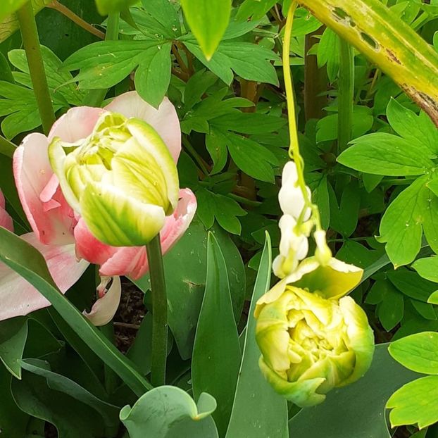  - 002Flori de primăvară 2021