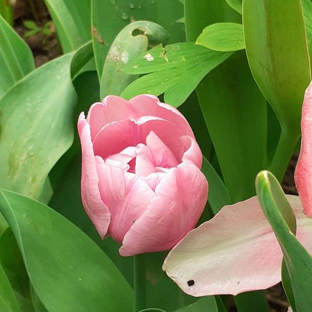  - 002Flori de primăvară 2021