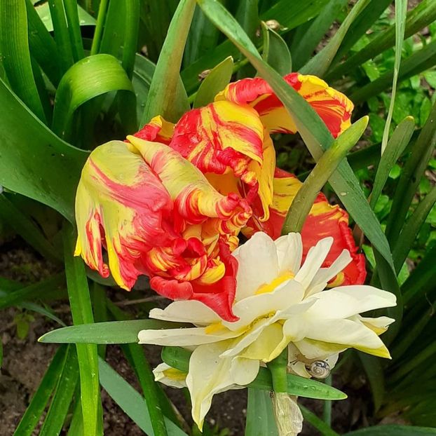  - 002Flori de primăvară 2021