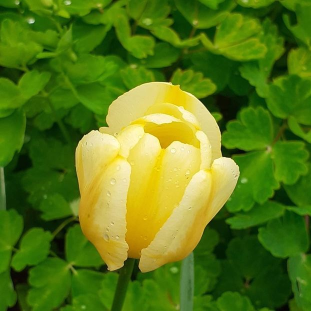  - 002Flori de primăvară 2021