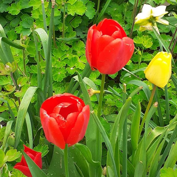  - 002Flori de primăvară 2021