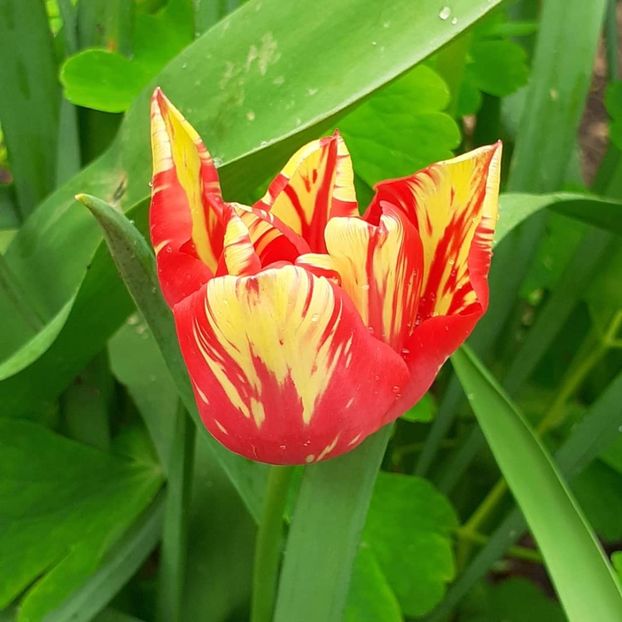  - 002Flori de primăvară 2021