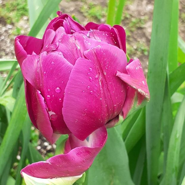  - 002Flori de primăvară 2021