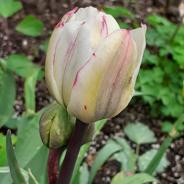  - 002Flori de primăvară 2021