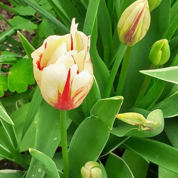  - 002Flori de primăvară 2021