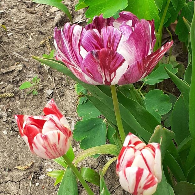  - 002Flori de primăvară 2021