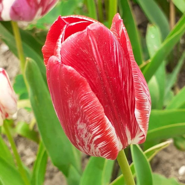  - 002Flori de primăvară 2021