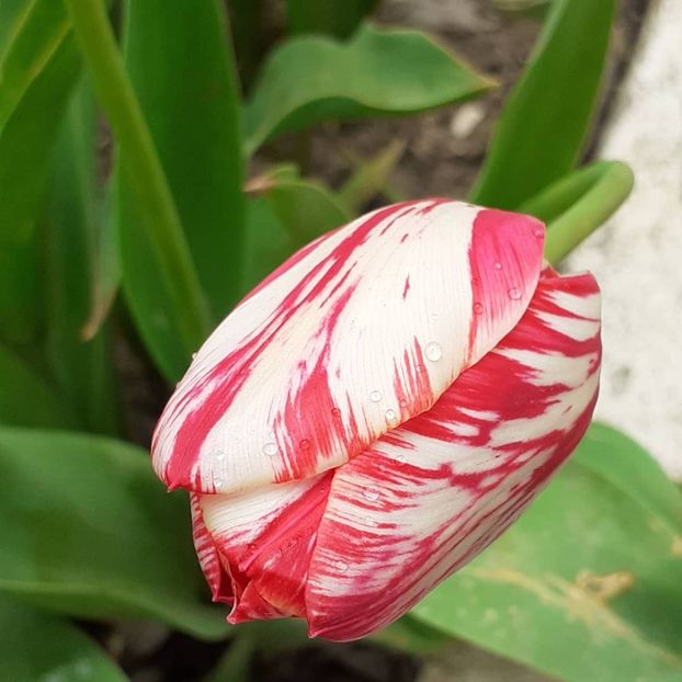  - 002Flori de primăvară 2021