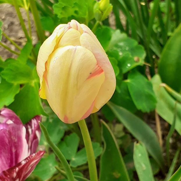  - 002Flori de primăvară 2021