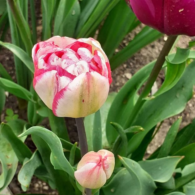  - 002Flori de primăvară 2021