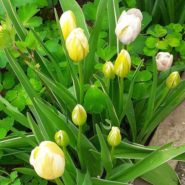  - 002Flori de primăvară 2021