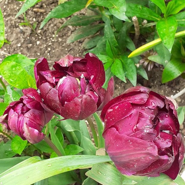  - 002Flori de primăvară 2021