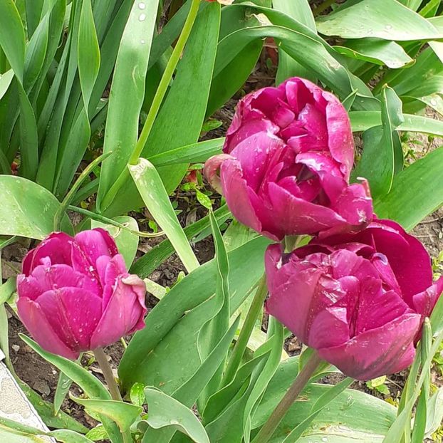  - 002Flori de primăvară 2021