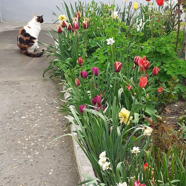  - 002Flori de primăvară 2021