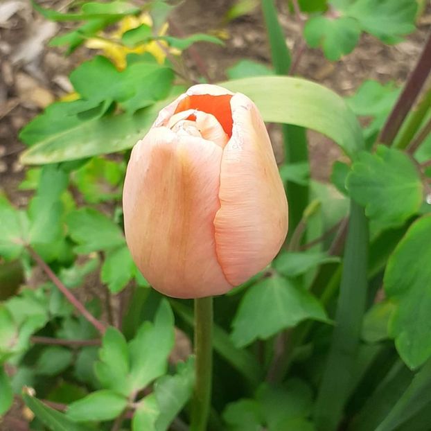  - 002Flori de primăvară 2021