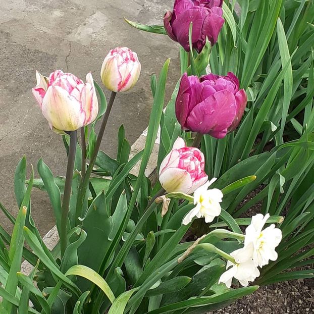  - 002Flori de primăvară 2021