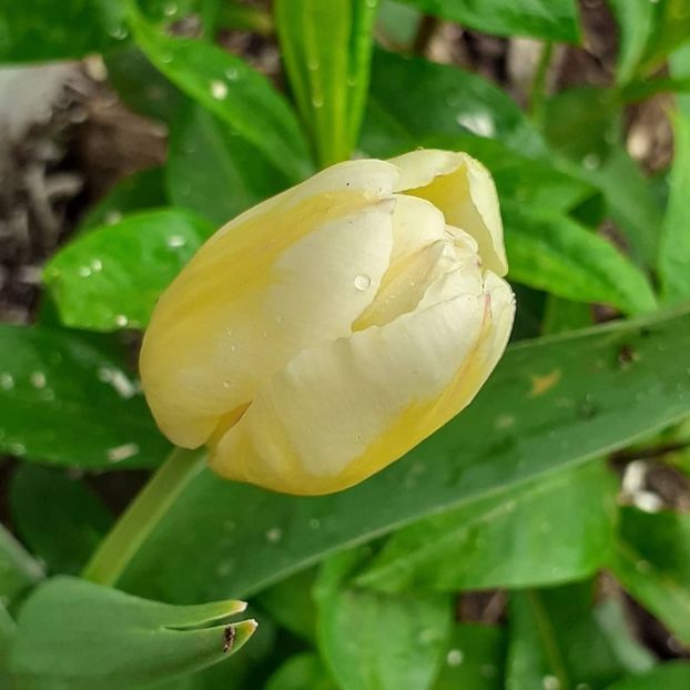  - 002Flori de primăvară 2021