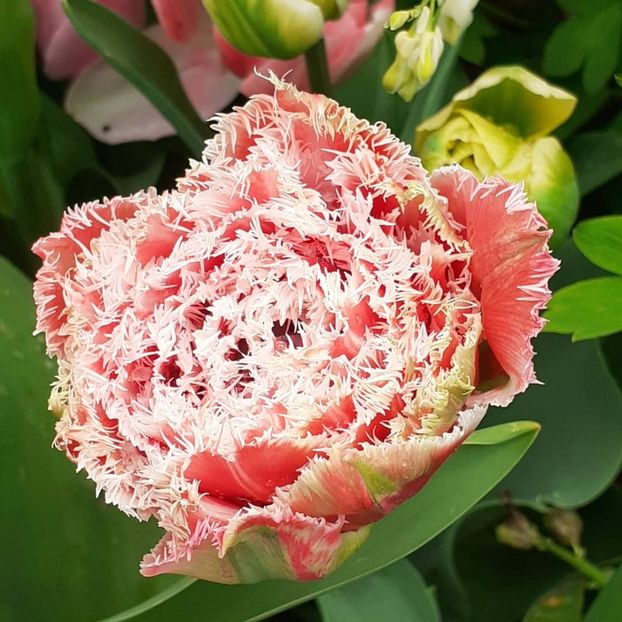  - 002Flori de primăvară 2021