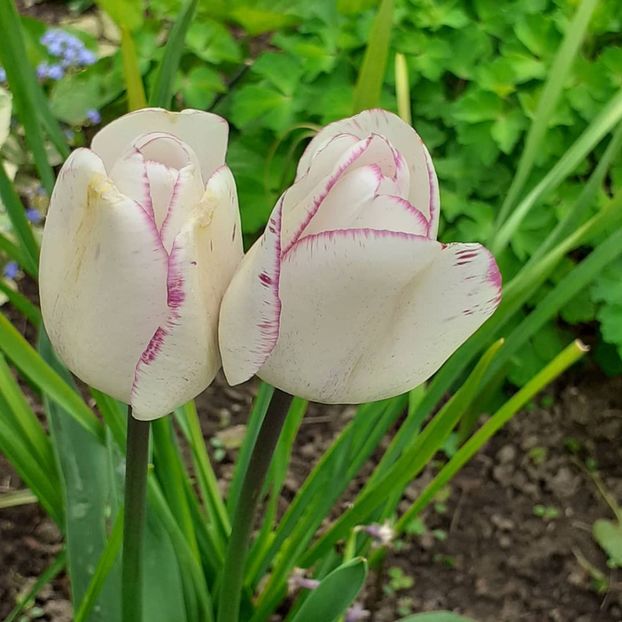  - 002Flori de primăvară 2021