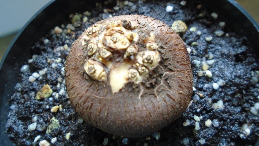 Cyclamen persicum, intrat in repaus - Caudiciforme - pachycaule si bulboase 2020 bis