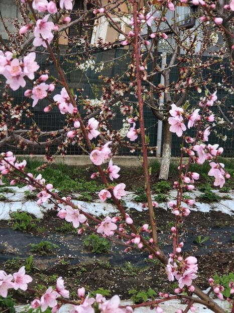 WhatsApp Image 2021-04-26 at 21.57.25 (25) - 01 Cordun 26 04 2021