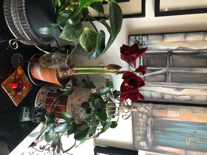 58463E27-A17B-43DB-B16A-01F9358B650F - Amaryllis