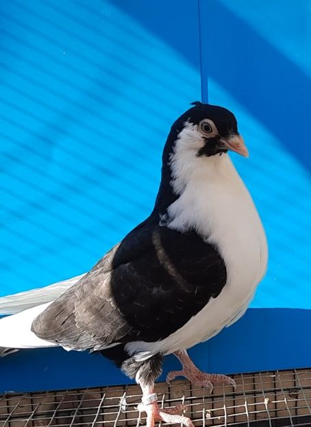 12210  femelă  2021 - Plecați ALBUM 3