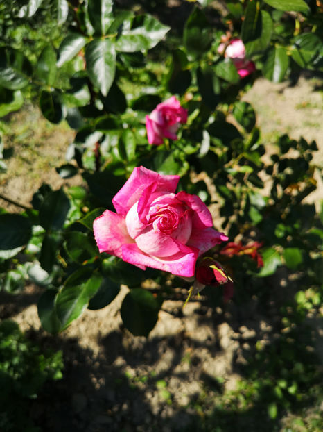  - trandafiri teahybrid