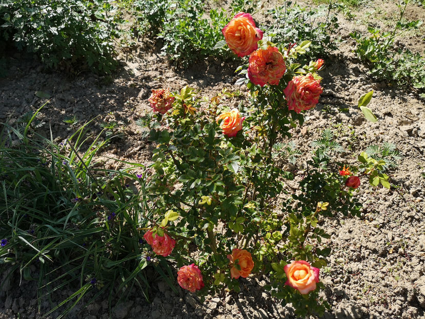  - trandafiri floribunda