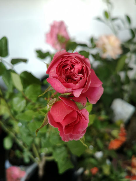  - trandafiri romantici