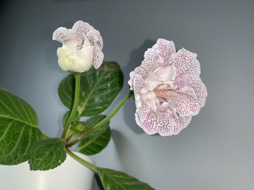  - Plante de interior 2021