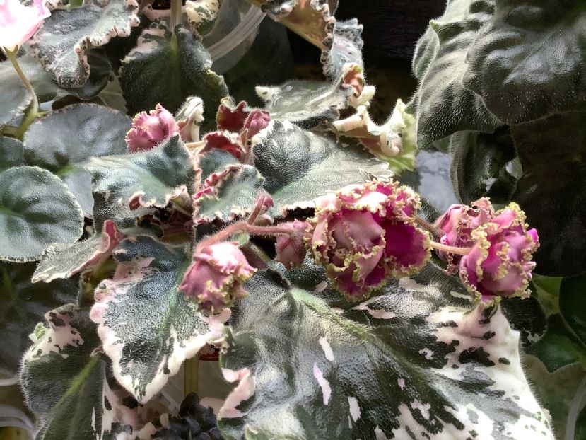  - Wrangler s Gaudy Lady