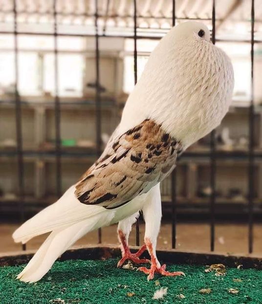  - NU IMI APARTIN ALBUM NR 2