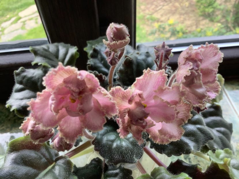 2676136B-9CD5-49D6-9544-00964982B6B6 - Violete de colecție cand nu poti sa te oprești 2018aprilie