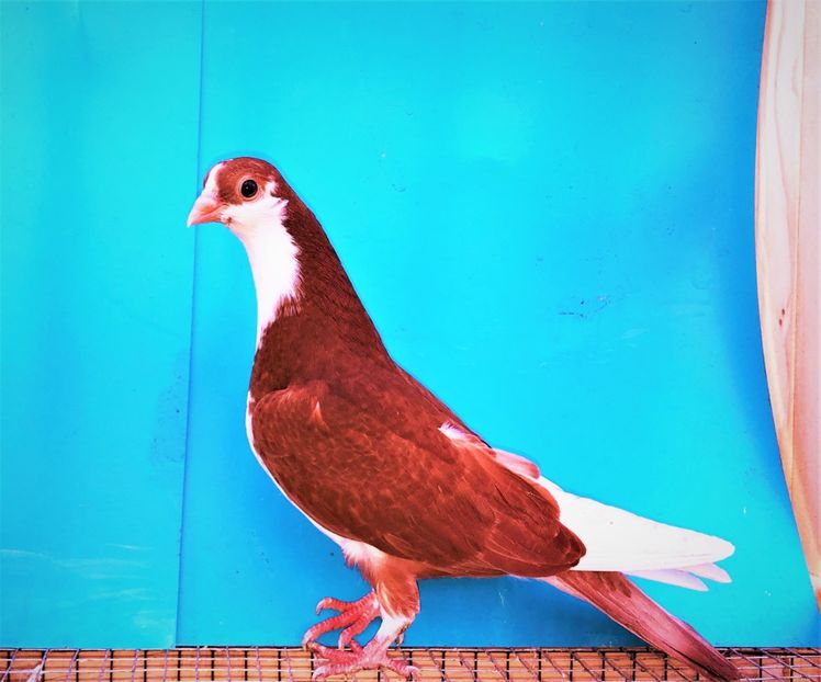 12251  mascul  2021_2 - tineret 2021