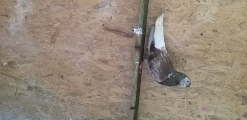  - Ciungi de ploiesti