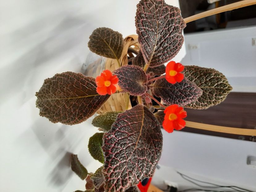 Aprilie 2021 - KEE WEE