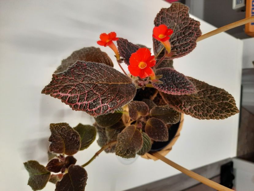 Aprilie 2021 - KEE WEE