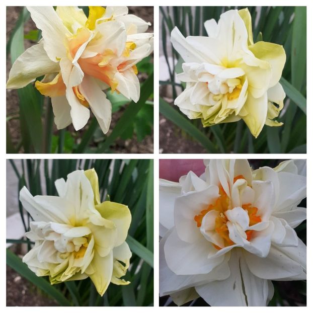20210427_130421-COLLAGE - Narcise 2021