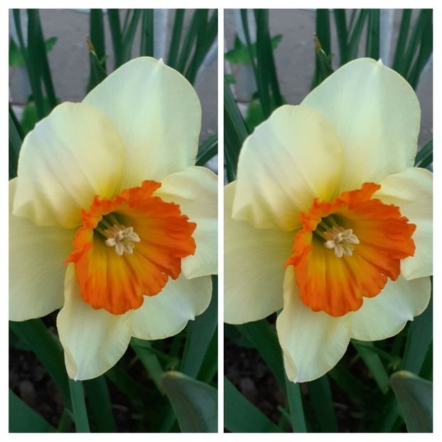 20210427_130441-COLLAGE - Narcise 2021