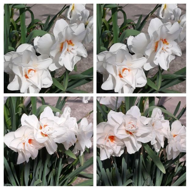 20210427_130555-COLLAGE - Narcise 2021