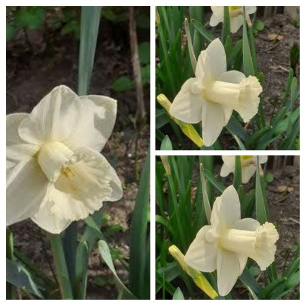 20210427_130646-COLLAGE - Narcise 2021