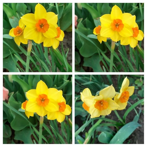 20210427_130744-COLLAGE - Narcise 2021