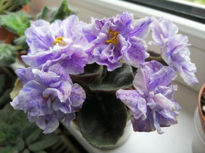  - Rs Morskaya Princessa