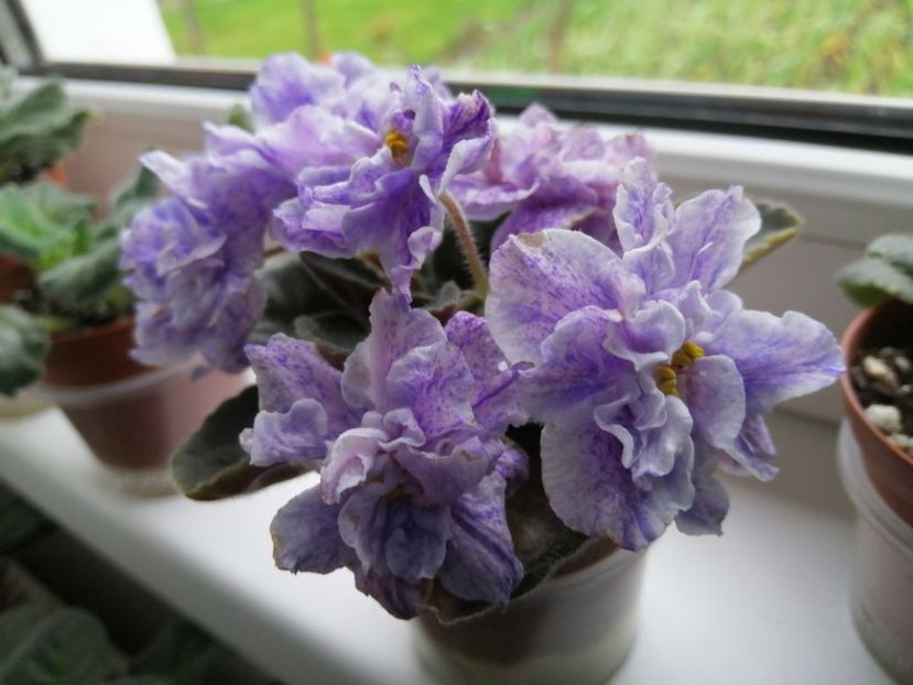  - Rs Morskaya Princessa