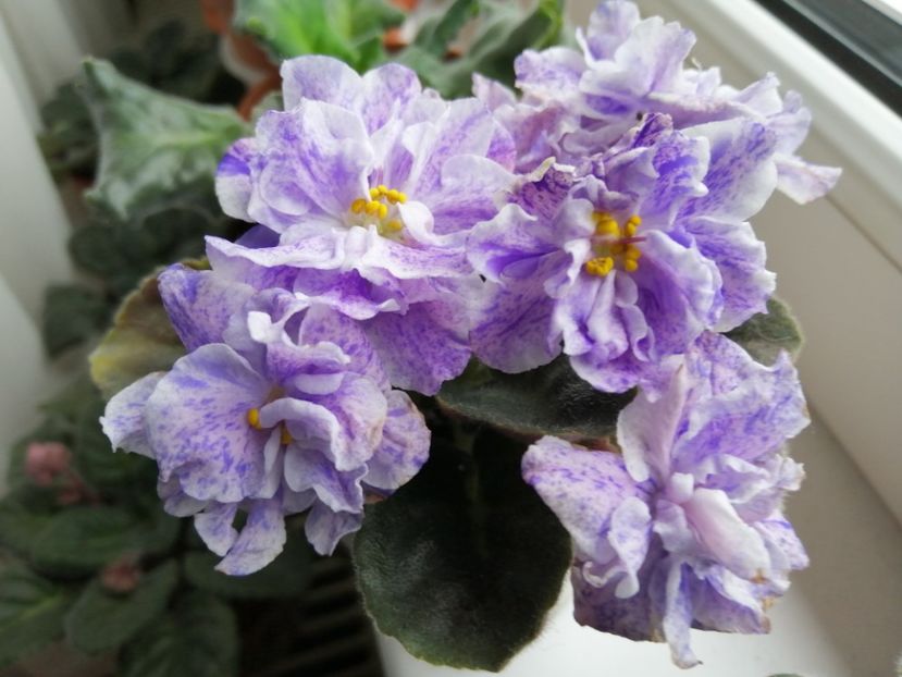  - Rs Morskaya Princessa