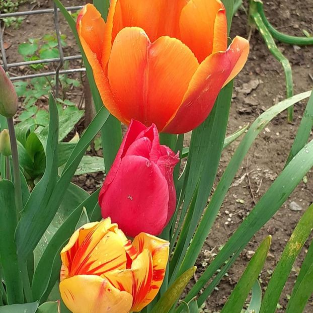  - 002Flori de primăvară 2021