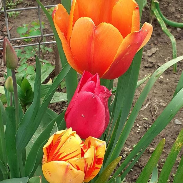  - 002Flori de primăvară 2021