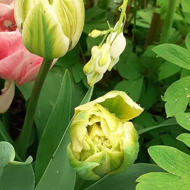  - 002Flori de primăvară 2021